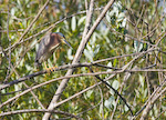 Green Heron